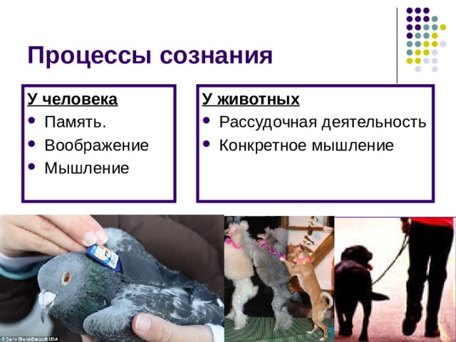 Процессы сознания У человека У животных Память. Воображение Мышление Рассудочная деятельность Конкретное мышление 