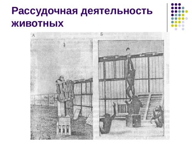 Рассудочная деятельность животных 