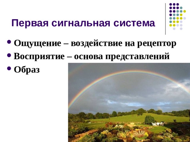 Первая сигнальная система Ощущение – воздействие на рецептор Восприятие – основа представлений Образ 