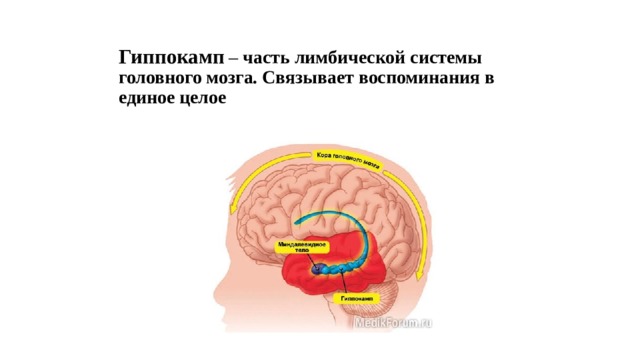 Гиппокамп  – часть лимбической системы головного мозга. Связывает воспоминания в единое целое 