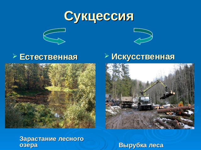 Сукцессия Искусственная               Вырубка леса Естественная           Зарастание лесного озера 