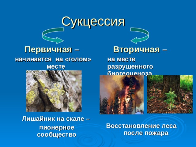  Сукцессия  Первичная –  начинается на «голом» месте Вторичная  –   на месте разрушенного биогеоценоза  Восстановление леса после пожара   Лишайник на скале –  пионерное сообщество 