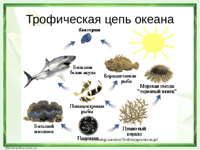 Трофическая цепь океана http://beznadegi.narod.ru/Trofi/images/okean.gif 