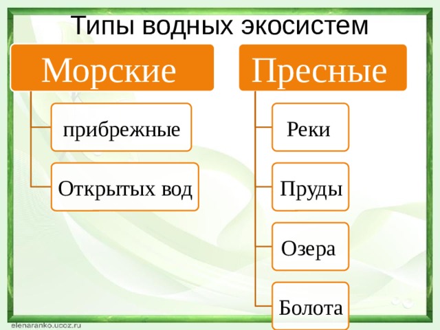Типы водных экосистем Морские Пресные прибрежные Реки Открытых вод Пруды Озера Болота 