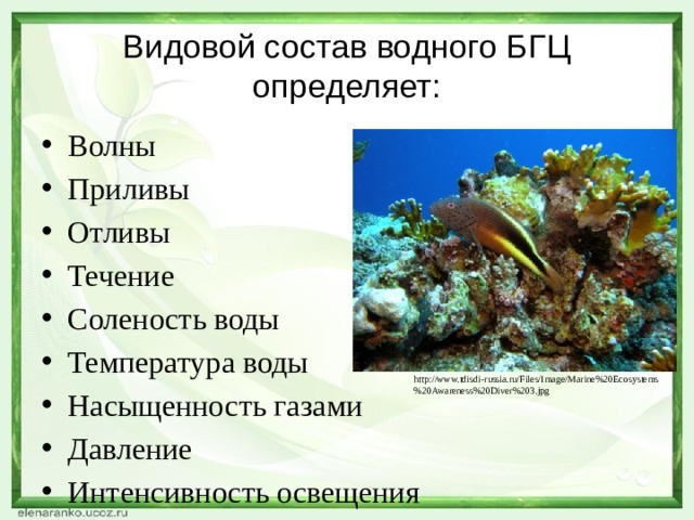 Видовой состав водного БГЦ определяет: Волны Приливы Отливы Течение Соленость воды Температура воды Насыщенность газами Давление Интенсивность освещения http://www.tdisdi-russia.ru/Files/Image/Marine%20Ecosystems%20Awareness%20Diver%203.jpg 