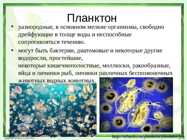 Планктон разнородные, в основном мелкие организмы, свободно дрейфующие в толще воды и неспособные  сопротивляться течению. могут быть бактерии, диатомовые и некоторые другие водоросли, простейшие, некоторые кишечнополостные, моллюски, ракообразные, яйца и личинки рыб, личинки различных беспозвоночных животных водных животных. http://news.bbcimg.co.uk/media/images/62806000/jpg/_62806897_62790593.jpg http://scharks.ru/plankton/plankton.jpg 
