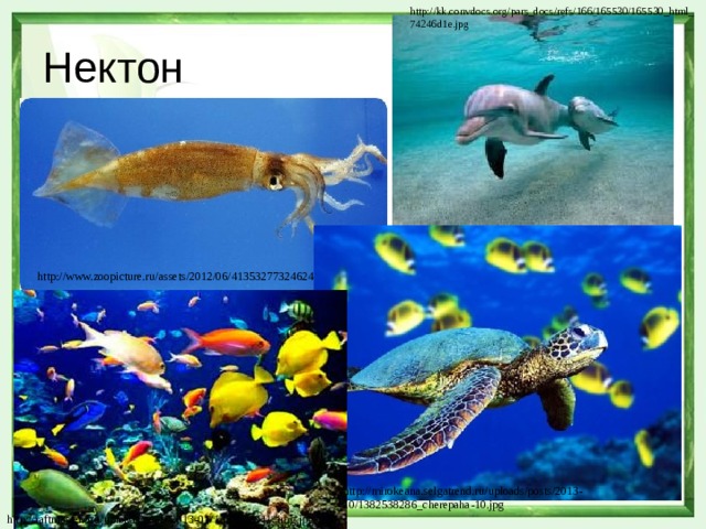 http://kk.convdocs.org/pars_docs/refs/166/165530/165530_html_74246d1e.jpg Нектон http://www.zoopicture.ru/assets/2012/06/4135327732462431.jpg http://mirokeana.selgatrend.ru/uploads/posts/2013-10/1382538286_cherepaha-10.jpg http://raftmaster.org/uploads/posts/2013-01/1357178911_img.jpg 