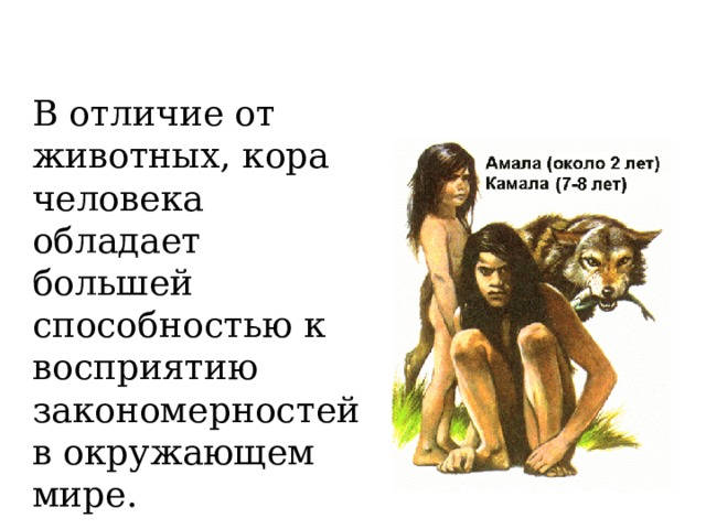 В отличие от животных, кора человека обладает большей способностью к восприятию закономерностей в окружающем мире. 