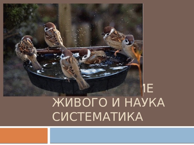 Многообразие живого и наука систематика 