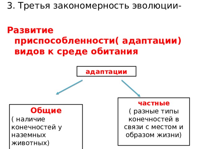 3. Третья закономерность эволюции- Развитие приспособленности( адаптации) видов к среде обитания адаптации частные ( разные типы конечностей в связи с местом и образом жизни) Общие ( наличие конечностей у наземных животных) 