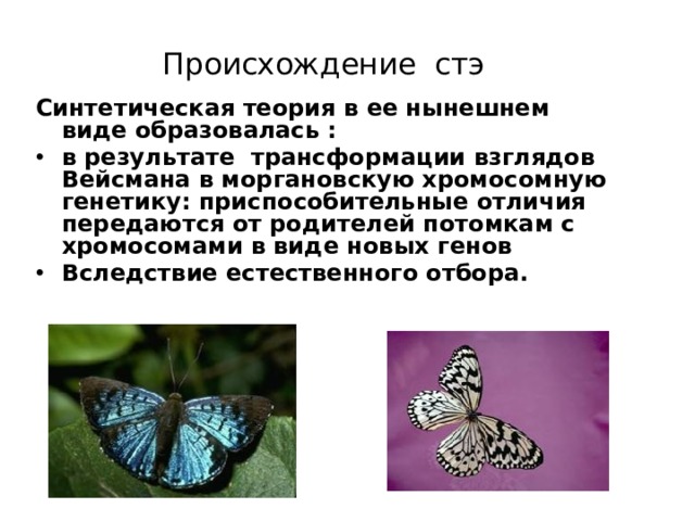  Происхождение стэ Синтетическая теория в ее нынешнем виде образовалась : в результате трансформации взглядов Вейсмана в моргановскую хромосомную генетику: приспособительные отличия передаются от родителей потомкам с хромосомами в виде новых генов Вследствие естественного отбора. 