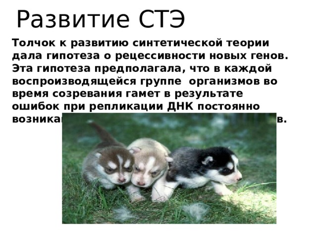 Развитие СТЭ Толчок к развитию синтетической теории дала гипотеза о рецессивности новых генов. Эта гипотеза предполагала, что в каждой воспроизводящейся группе организмов во время созревания гамет в результате ошибок при репликации ДНК постоянно возникают мутации – новые варианты генов. 