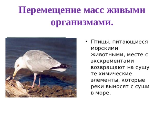 Перемещение масс живыми организмами. Птицы, питающиеся морскими животными, месте с экскрементами возвращают на сушу те химические элементы, которые реки выносят с суши в море. 