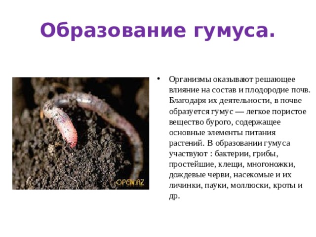 Образование гумуса. Организмы оказывают решающее влияние на состав и плодородие почв. Благодаря их деятельности, в почве образуется гумус — легкое пористое вещество бурого, содержащее основные элементы питания растений. В образовании гумуса участвуют : бактерии, грибы, простейшие, клещи, многоножки, дождевые черви, насекомые и их личинки, пауки, моллюски, кроты и др.  