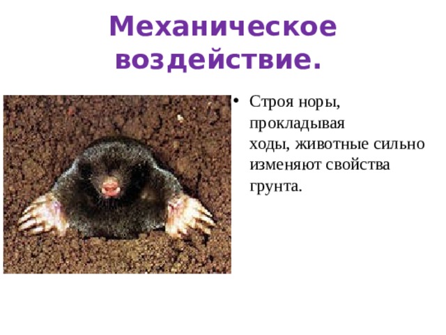 Механическое воздействие.  Строя норы, прокладывая ходы, животные сильно изменяют свойства грунта. 