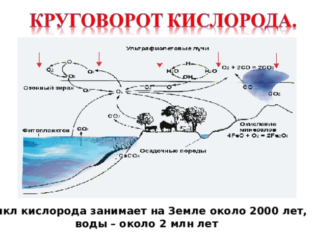 Цикл кислорода занимает на Земле около 2000 лет, воды – около 2 млн лет  