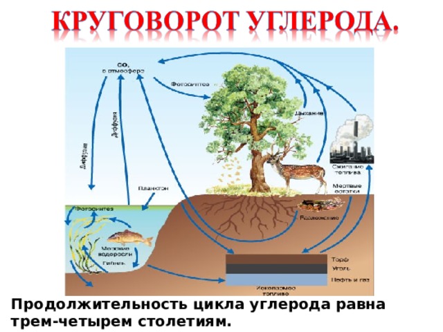 Продолжительность цикла углерода равна трем-четырем столетиям. 