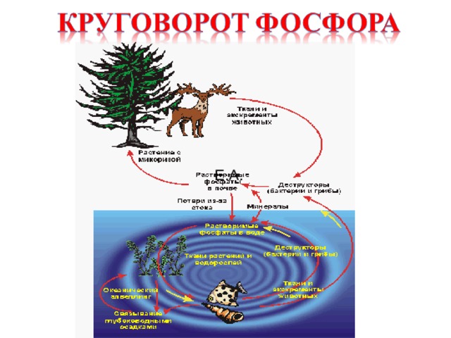Е.А. 