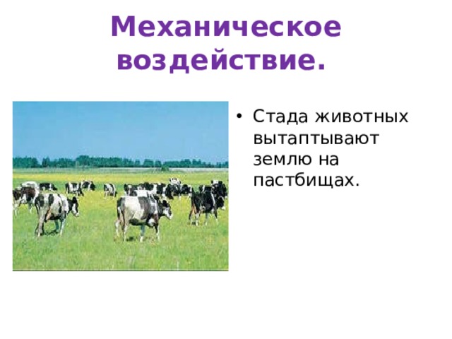 Механическое воздействие.  Стада животных вытаптывают землю на пастбищах. 