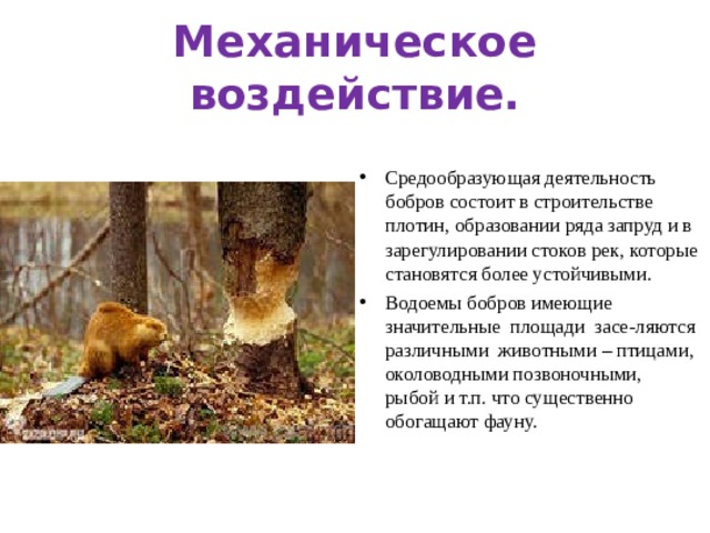 Механическое воздействие. Средообразующая деятельность бобров состоит в строительстве плотин, образовании ряда запруд и в зарегулировании стоков рек, которые становятся более устойчивыми. Водоемы бобров имеющие значительные  площади  засе-ляются  различными  животными – птицами, околоводными позвоночными, рыбой и т.п. что существенно обогащают фауну. 