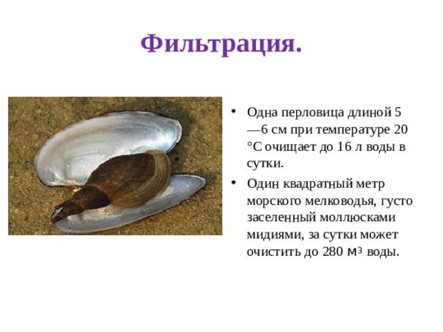 Фильтрация. Одна перловица длиной 5—6 см при температуре 20 °С очищает до 16 л воды в сутки. Один квадратный метр морского мелководья, густо заселенный моллюсками мидиями, за сутки может очистить до 280 м 3 воды. 