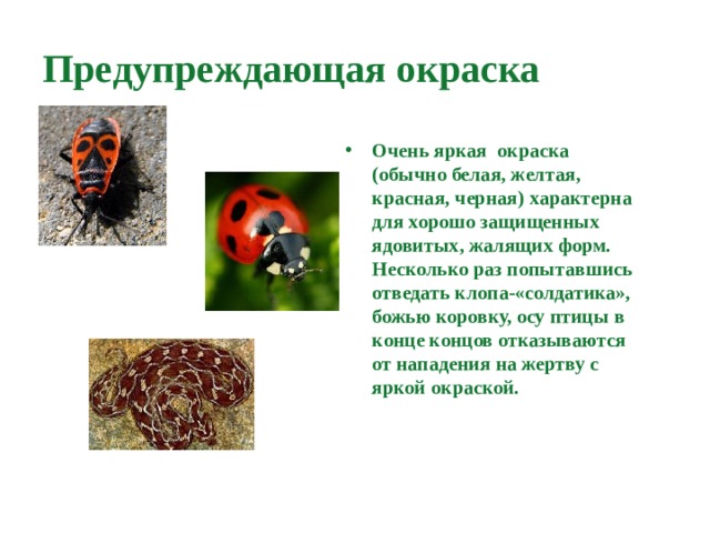 Предупреждающая окраска Очень яркая окраска (обычно белая, желтая, красная, черная) характерна для хорошо защищенных ядовитых, жалящих форм. Несколько раз попытавшись отведать клопа-«солдатика», божью коровку, осу птицы в конце концов отказываются от нападения на жертву с яркой окраской. 