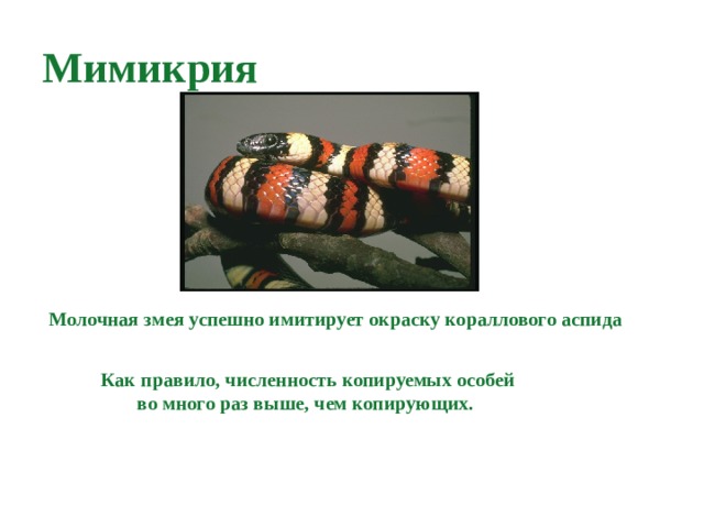 Мимикрия Молочная змея успешно имитирует окраску кораллового аспида Как правило, численность копируемых особей во много раз выше, чем копирующих. 