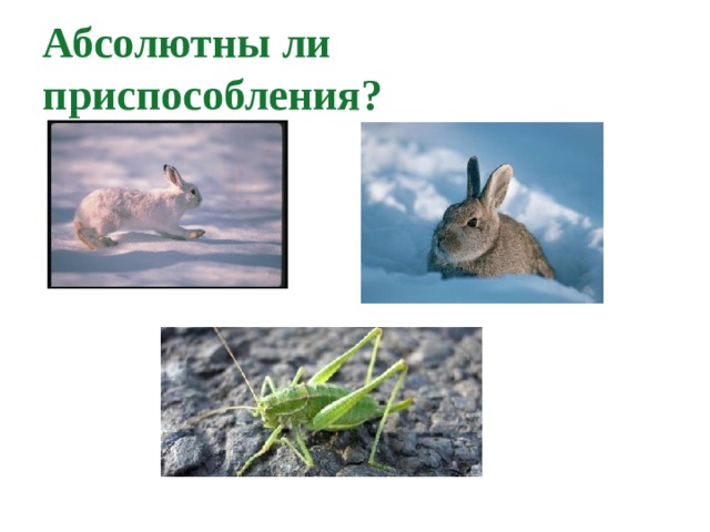 Абсолютны ли приспособления? 