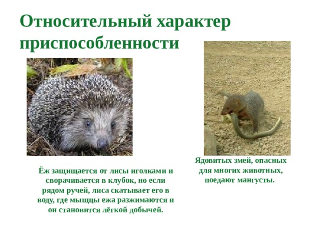 Относительный характер приспособленности  Ядовитых змей, опасных для многих животных, поедают мангусты. Ёж защищается от лисы иголками и сворачивается в клубок, но если рядом ручей, лиса скатывает его в воду, где мыщцы ежа разжимаются и он становится лёгкой добычей. 