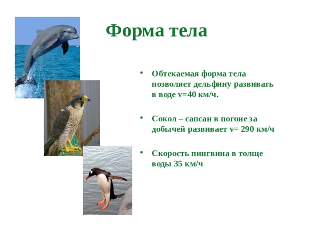 Форма тела Обтекаемая форма тела позволяет дельфину развивать в воде v=40 км/ч.  Сокол – сапсан в погоне за добычей развивает v= 290 км/ч  Скорость пингвина в толще воды 35 км/ч 