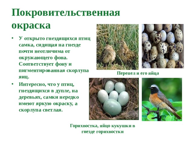Покровительственная  окраска У открыто гнездящихся птиц самка, сидящая на гнезде почти неотличима от окружающего фона. Соответствует фону и пигментированная скорлупа яиц. Интересно, что у птиц, гнездящихся в дупле, на деревьях, самки нередко имеют яркую окраску, а скорлупа светлая.  Перепел и его яйца Горихвостка, яйцо кукушки в гнезде горихвостки 