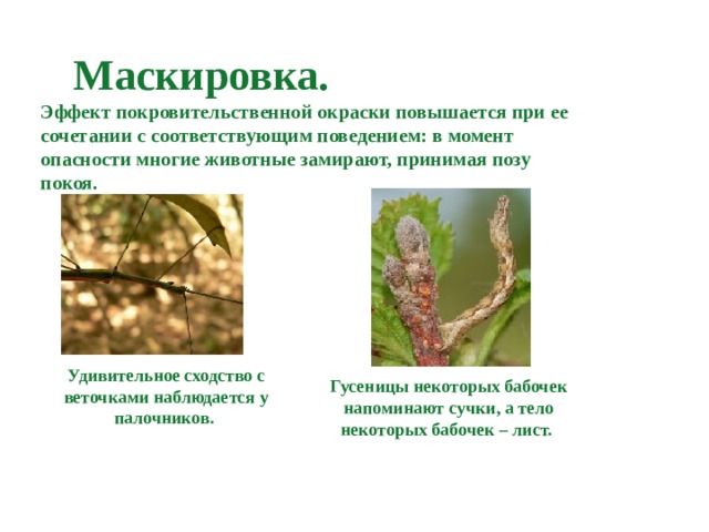  Маскировка.  Эффект покровительственной окраски повышается при ее сочетании с соответствующим поведением: в момент опасности многие животные замирают, принимая позу покоя.    Удивительное сходство с веточками наблюдается у палочников. Гусеницы некоторых бабочек напоминают сучки, а тело некоторых бабочек – лист. 