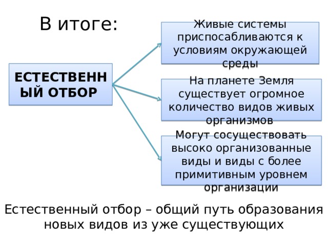 В итоге: Живые системы приспосабливаются к условиям окружающей среды ЕСТЕСТВЕННЫЙ ОТБОР На планете Земля существует огромное количество видов живых организмов  Могут сосуществовать высоко организованные виды и виды с более примитивным уровнем организации Естественный отбор – общий путь образования новых видов из уже существующих 