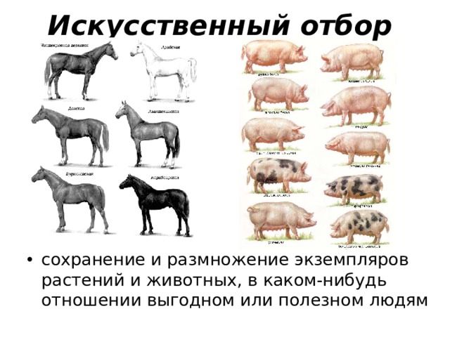 Искусственный отбор сохранение и размножение экземпляров растений и животных, в каком-нибудь отношении выгодном или полезном людям 