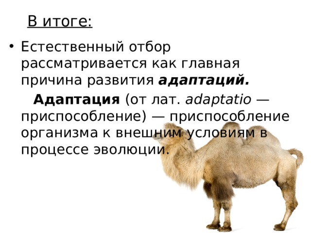 В итоге: Естественный отбор рассматривается как главная причина развития  адаптаций.  Адаптация  (от лат.  adaptatio  — приспособление) — приспособление организма к внешним условиям в процессе эволюции. 