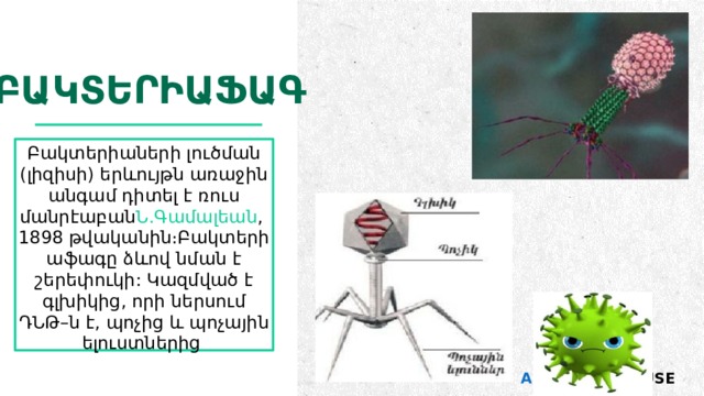 բակտեՐիաֆագ Բակտերիաների լուծման (լիզիսի) երևույթն առաջին անգամ դիտել է ռուս մանրէաբան Ն.Գամալեան , 1898 թվականին։Բակտերիաֆագը ձևով նման է շերեփուկի: Կազմված է գլխիկից, որի ներսում ԴՆԹ–ն է, պոչից և պոչային ելուստներից  