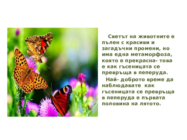  Светът на животните е пълен с красиви и загадъчни промени, но има една метаморфоза, която е прекрасна- това е как гъсеницата се превръща в пеперуда.  Най- доброто време да наблюдавате как гъсеницата се превръща в пеперуда е първата половина на лятото.   
