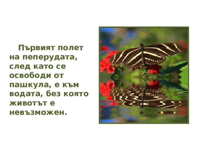   Първият полет на пеперудата, след като се освободи от пашкула, е към водата, без която животът е невъзможен. 