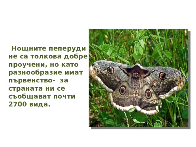  Нощните пеперуди не са толкова добре проучени, но като разнообразие имат първенство- за страната ни се съобщават почти 2700 вида. 