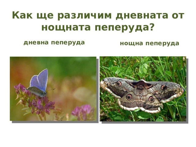 Как ще различим дневната от нощната пеперуда? дневна пеперуда нощна пеперуда 