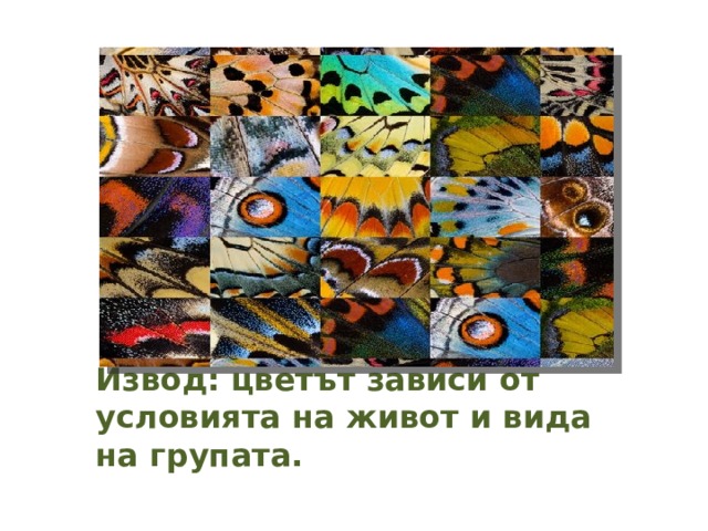 Извод: цветът зависи от условията на живот и вида на групата. 
