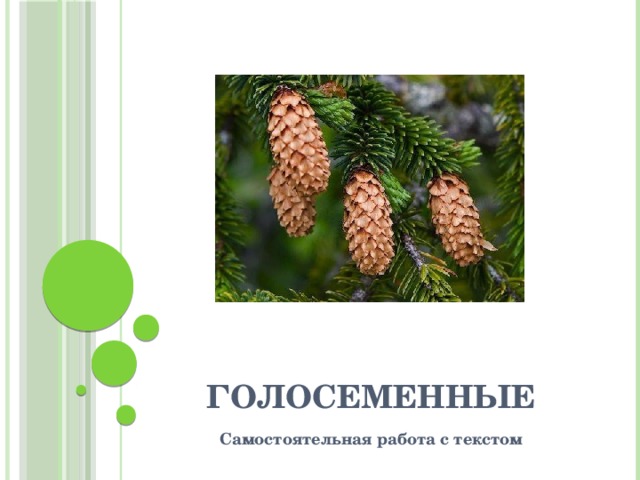 голосеменные Самостоятельная работа с текстом 