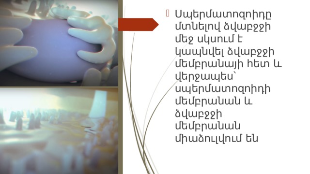 Սպերմատոզոիդը մտնելով ձվաբջջի մեջ սկսում է կապնվել ձվաբջջի մեմբրանայի հետ և վերջապես՝ սպերմատոզոիդի մեմբրանան և ձվաբջջի մեմբրանան միաձուլվում են 