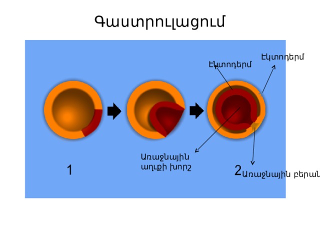 Գաստրուլացում   Էկտոդերմ Էնտոդերմ Առաջնային աղւքի խորշ Առաջնային բերան 