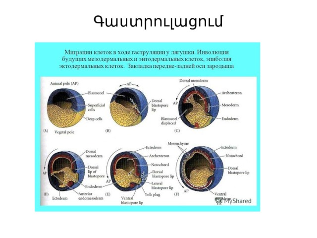 Գաստրուլացում   