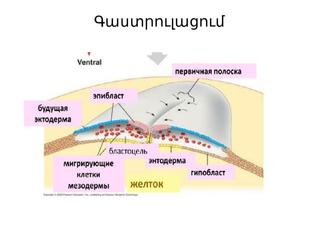 Գաստրուլացում   