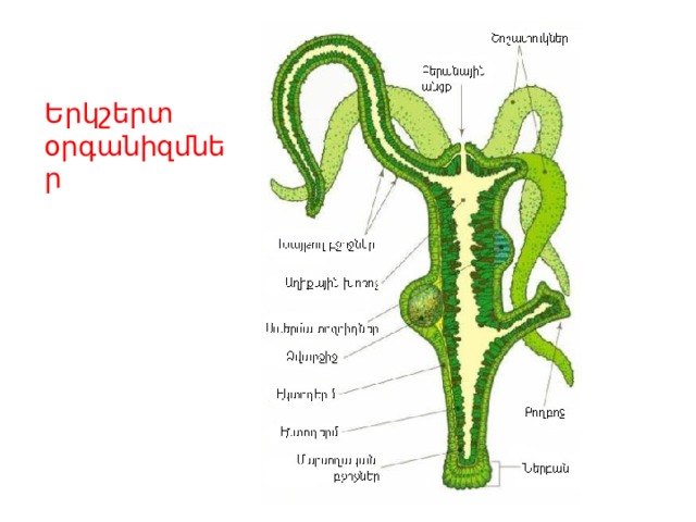 Երկշերտ օրգանիզմներ 