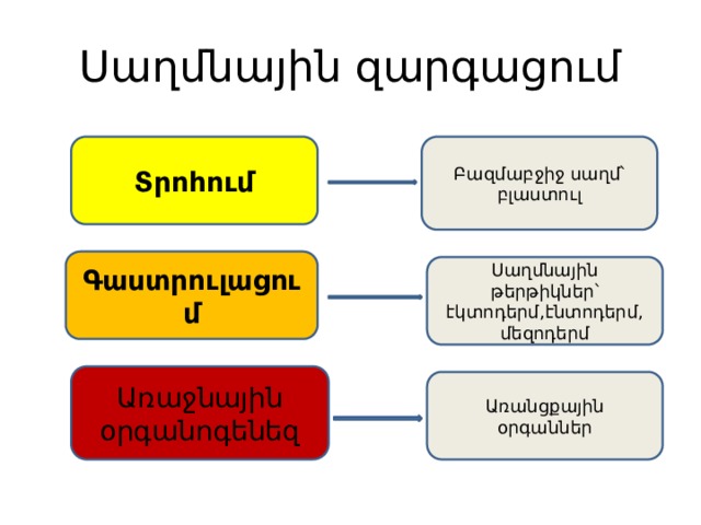 Սաղմնային զարգացում Տրոհում Բազմաբջիջ սաղմ՝ բլաստուլ Գաստրուլացում Սաղմնային թերթիկներ՝ էկտոդերմ,էնտոդերմ, մեզոդերմ Առաջնային օրգանոգենեզ Առանցքային օրգաններ 
