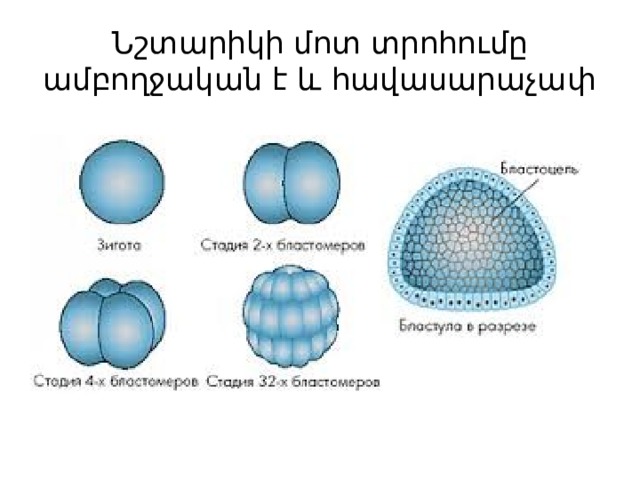 Նշտարիկի մոտ տրոհումը ամբողջական է և հավասարաչափ 