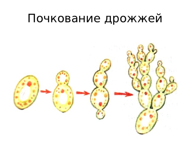 Почкование дрожжей 